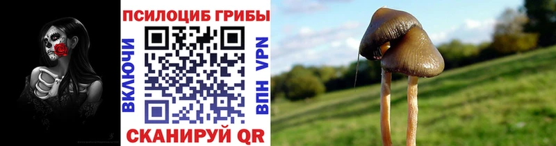 Псилоцибиновые грибы MAGIC MUSHROOMS  блэк спрут как войти  Аркадак 